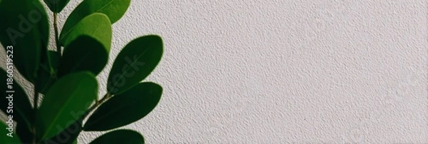 Fototapeta 緑の葉が白い壁に寄り添う様子
