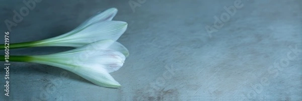 Fototapeta 白い花がテーブルの上にある