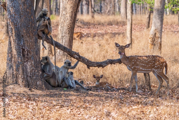Obraz Gray langur and Chital