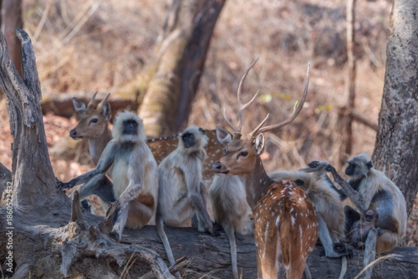 Obraz Gray langur and Chital