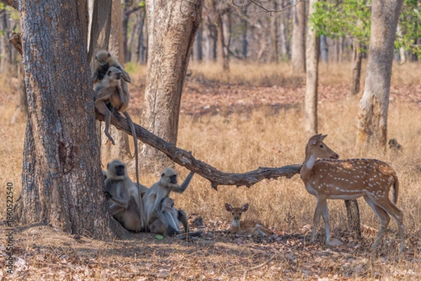 Obraz Gray langur and Chital