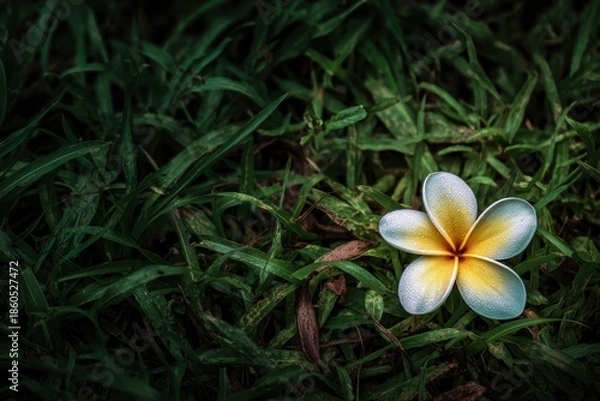 Fototapeta 芝生の上に落ちている白い花