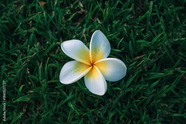 Fototapeta 草の上に咲く白い花が一つあります