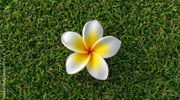 Fototapeta 白い花が緑の芝生の上に置かれている