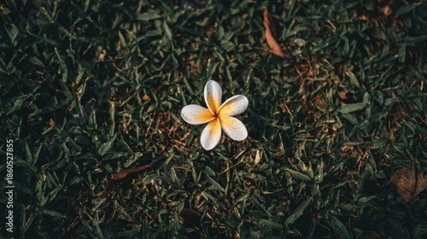 Fototapeta 花が地面に落ちている