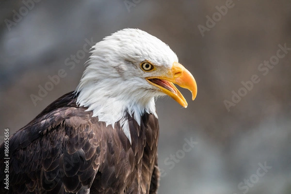 Fototapeta Seeadler Portrait