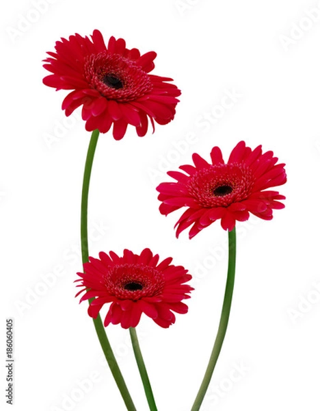 Obraz Three gerbera daisy flowers on white background