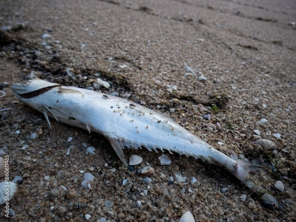 Obraz dead fish on the beach