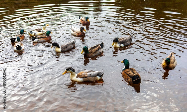 Obraz ducks in the water