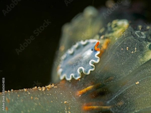Obraz Small Flatworm on an Ascidian