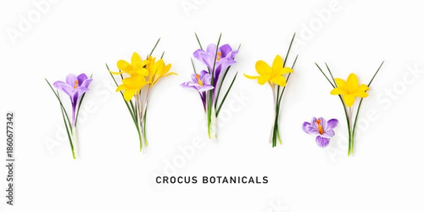 Obraz Crocus flowers banner isolated on white background