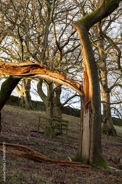 Obraz Old tree split by lightning