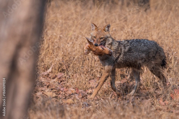 Obraz Indian jackal (Canis aureus indicus)