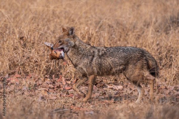 Obraz Indian jackal (Canis aureus indicus)