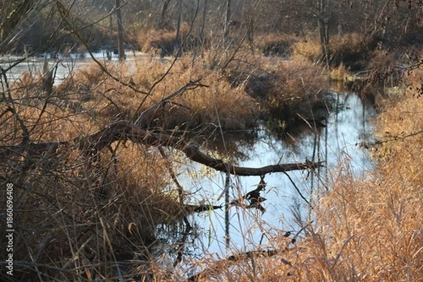 Obraz Biotope in Winter