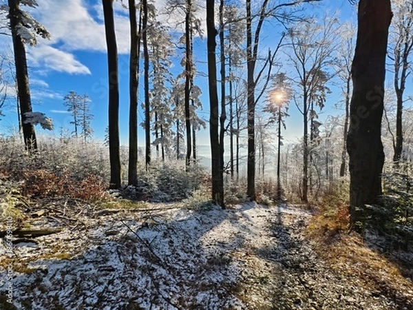 Obraz forest in winter in daylight