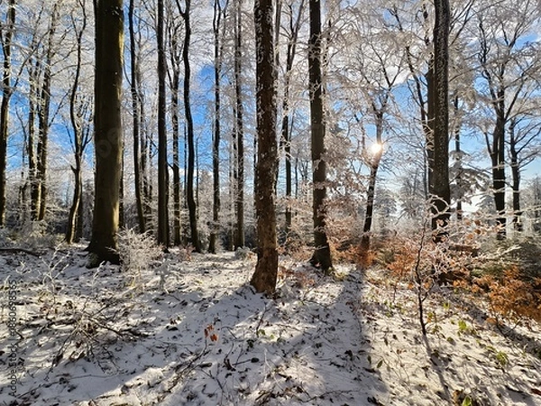 Obraz forest in winter in daylight