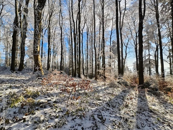 Obraz forest in winter in daylight