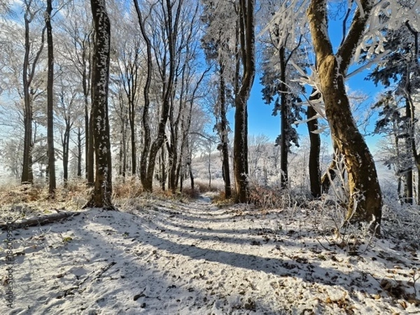 Obraz trail through the winter forest