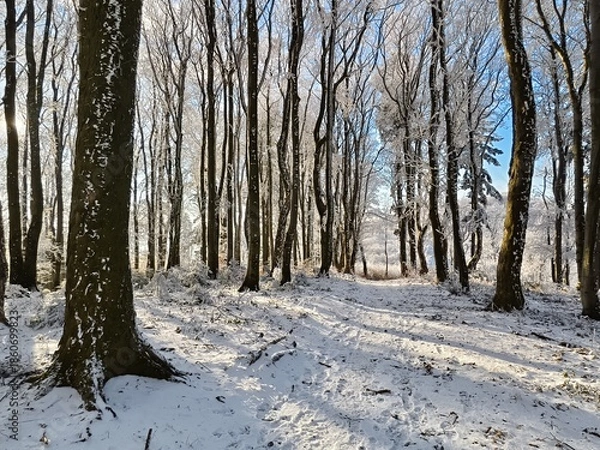 Obraz trail through the winter forest