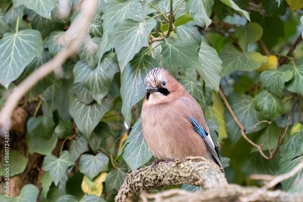 Obraz Eurasian jay