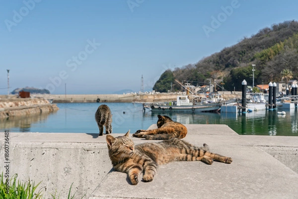 Obraz 港でくつろぐ猫