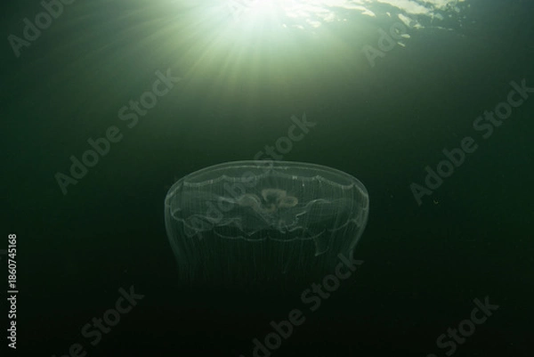 Fototapeta Moon jellyfish, Aurelia aurita, swim in a marine lake in Raja Ampat, Indonesia. These delicate animals tolerate low salinity, feed on zooplankton, and often form massive blooms.