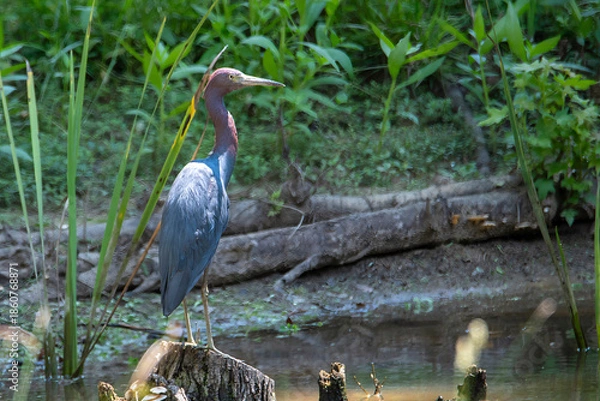 Fototapeta Tri-colored Heron perched