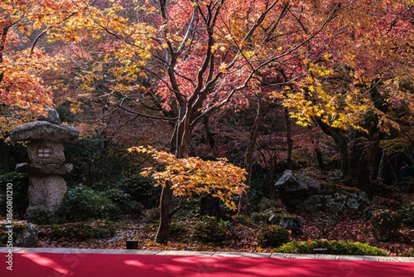 Obraz 京都府左京区圓光寺庭園紅に坐す