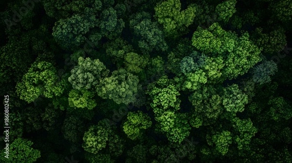 Fototapeta green broccoli background