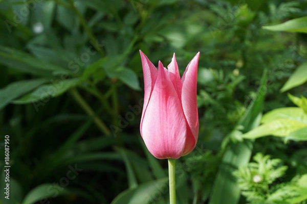 Obraz pink white Tulip flower in garden outdoor with a green background