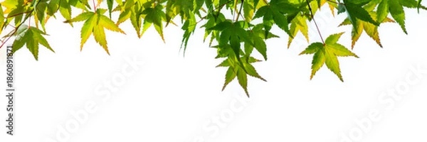 Fototapeta Fresh Green Japanese Maple Leaves Frame Isolated on White Background