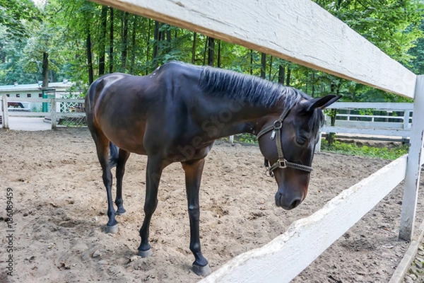Obraz brown horse standing in the paddock with