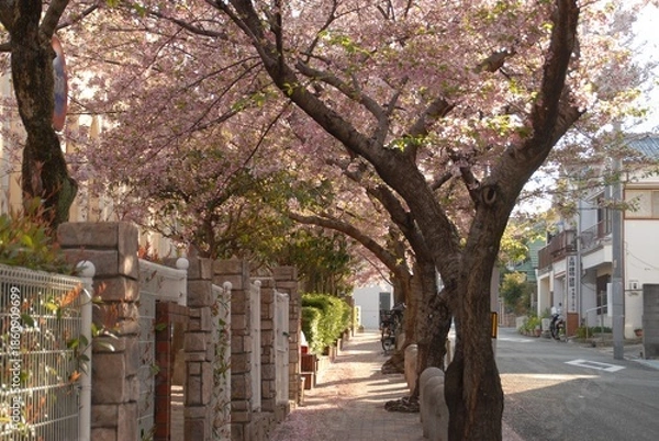 Obraz 桜の木が並ぶ静かな住宅街の道端