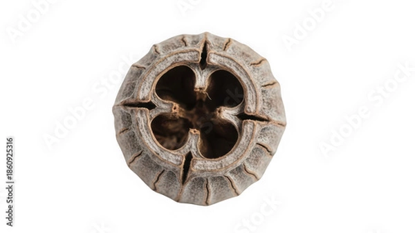 Obraz seed pod with four compartments inside