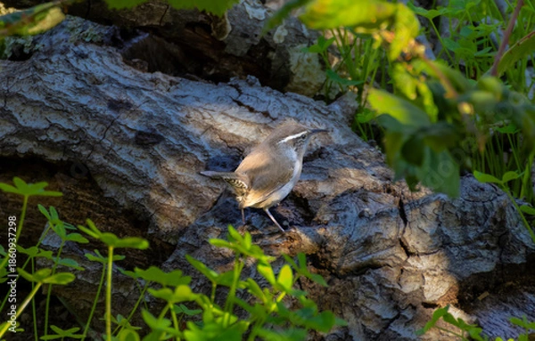 Obraz Bewich's wren on log