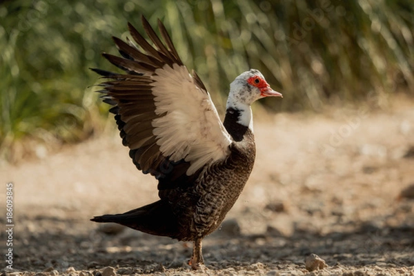 Fototapeta Muscovy duck - one from a series