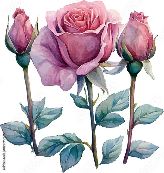 Obraz rose on a white background