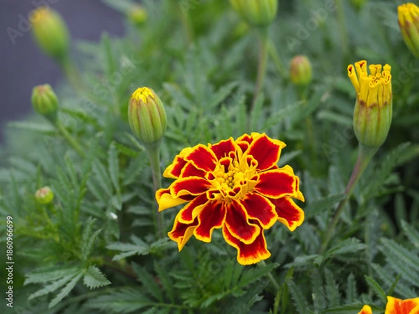 Obraz 植物　秋　花　季節　風景