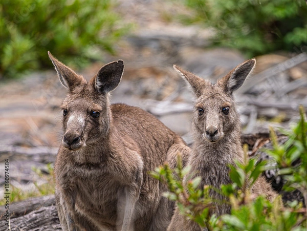 Obraz  Grey Forester Kangaroo Pair Looking Forward