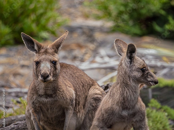 Obraz Grey Forester Kangaroo Pair Looking Curious
