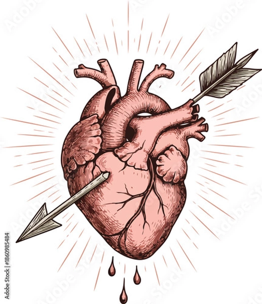 Obraz Human Heart Anatomy Drawing