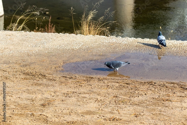 Obraz 水たまりの中にたたずむハト