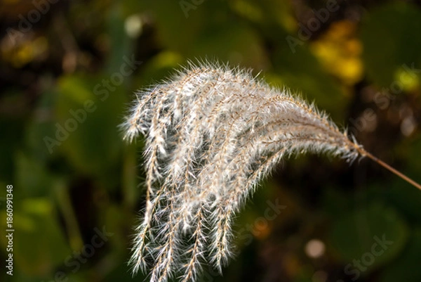 Obraz 垂れ下がったススキの穂