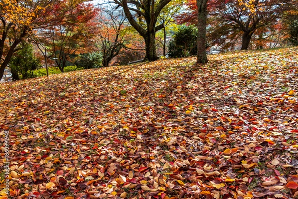 Obraz 落ち葉で覆われた公園の地面