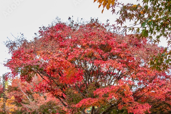 Obraz 真っ赤に色づいたもみじ