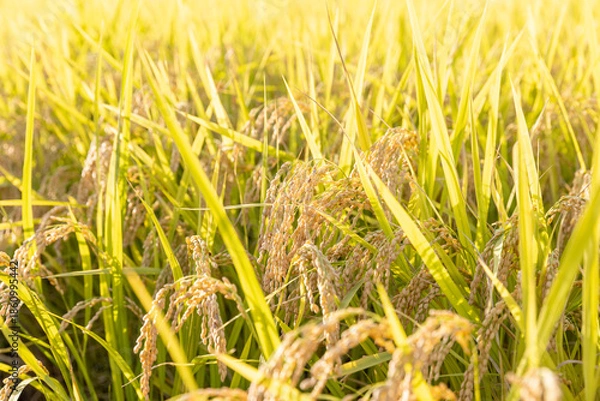 Obraz 収穫期の稲穂　品種：つや姫