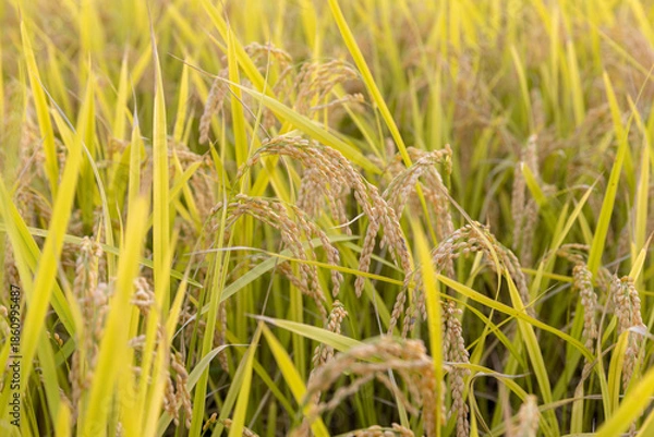 Obraz 収穫期の稲穂　品種：つや姫