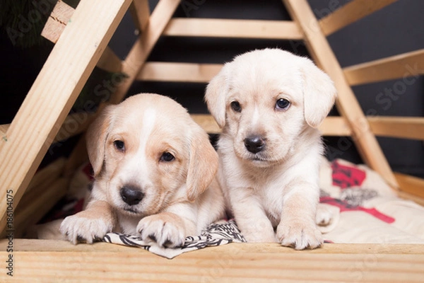 Obraz puppies cocker spaniel