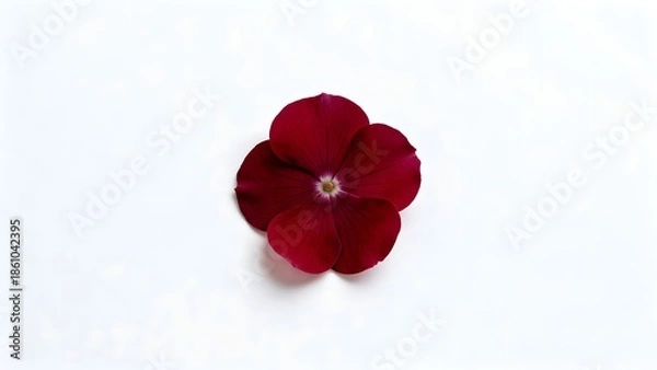 Obraz DarkRedFlowerCloseUp